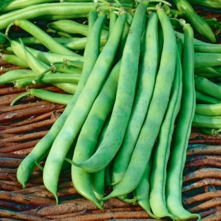 Zelené fazole, fazole "Malwina" - Phaseolus vulgaris L. - semena