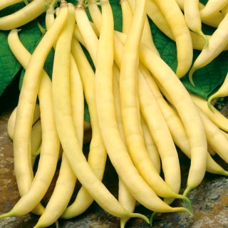 Kacang Prancis Kuning "Polka - BIJI COATED - Phaseolus vulgaris
