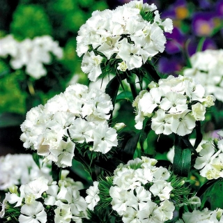 سفید شیرین ویلیام "آلبوس" - 450 دانه - Dianthus barbatus