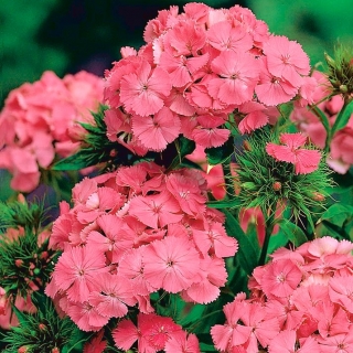 Розово-оранжевый Сладкий Уильям "Newport Pink" - 450 семян - Dianthus barbatus - семена