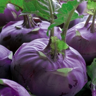 Purple Kohlrabi Semințe Alka - Brassica oler convar. acephala var. gongilode - 520 de semințe - Brassica oleracea var. Gongylodes L.
