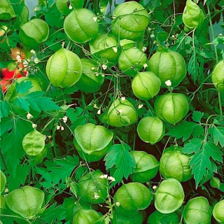 Love In A Puff Balloon Plant Seeds Cardiospermum Halicacabum 14 Seeds Garden Seeds Market Free Shipping