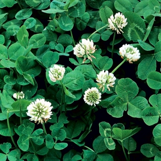 Клевер ползучий - Grasslands Huia - 1 кг - Trifolium repens - семена