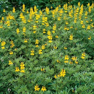 Årlig gul lupin - perfekt för efterföljning - 500 g frön; Europeisk gul lupin, gul lupin - 3000 frön - Lupinus luteus