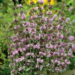 Pennyroyal; Pennyrile, Squaw mint - 1500 seeds