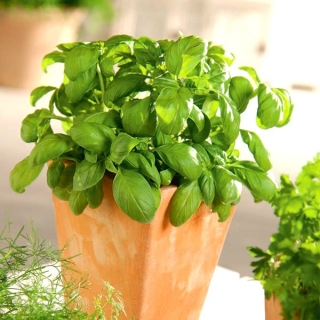 Albahaca - verde  - Ocimum basilicum  - semillas