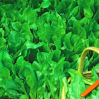 Μίνι κήπος - Τσιόρο για φρέσκα, κομμένα φύλλα - για καλλιέργειες μπαλκονιών και βεράντας - Cichorium intybus - σπόροι