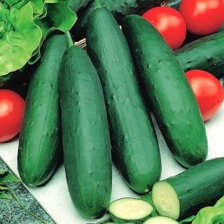 Cucumber "Ines F1" - dark green variety with soft skin for greenhouse cultivation - 35 seeds