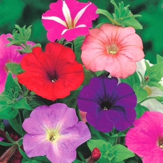 Petunia "Cascade" - campuran berbagai warnawarni "Superkaskadia" - 12 biji - Petunia x hybrida pendula