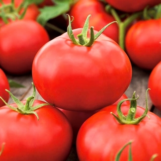 الطماطم "Alka" - تنوع مبكر ، قزم - SEED TAPE - Lycopersicon esculentum  - ابذرة