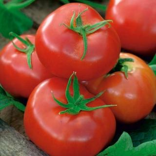 Tomato "Ikarus" - late field variety resistant to changing weather conditions