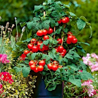 Tomat "Maskot" - jenis koktail, varietas tumbuh rendah - SEED TAPE - Lycopersicon esculentum  - biji