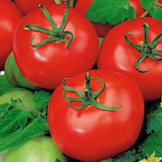 Field tomato "Sabala" - thick, compact habit