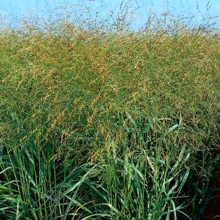 Просо обыкновенное - желтый - 1 kg - Panicum miliaceum - семена