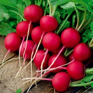 Radish "Krasa" - rădăcini rotunde, carmin-roșii - 850 de semințe - Raphanus sativus L.