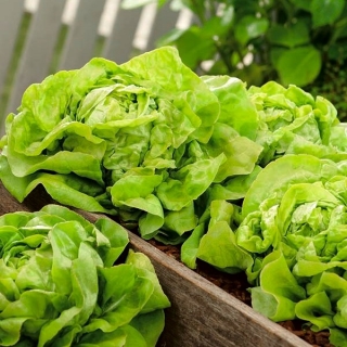 Zelena salata "Justyna" - rana sorta - sjemenska traka - Lactuca sativa L.  - sjemenke