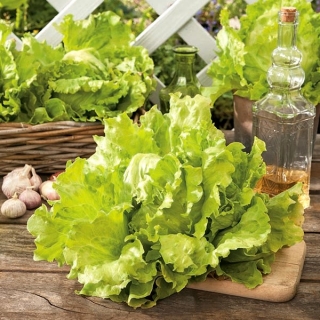 Hrskava ledena salata "Goplana" - produženo skladištenje - 450 sjemenki - Lactuca sativa L.  - sjemenke