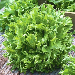 Salat Is - Regina Dei Ghiacci - BIO - 475 frø - Lactuca sativa L.