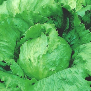 Салат "Айсберг" "Ларсен" - середній ранній сорт - 900 насінин - Lactuca sativa L.  - насіння