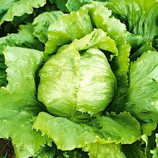 Salat Hode - Robinson - Lactuca sativa var. capitata - frø
