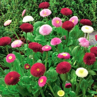 English Daisy Rominette Mix seeds - Bellis perennis - 600 seeds