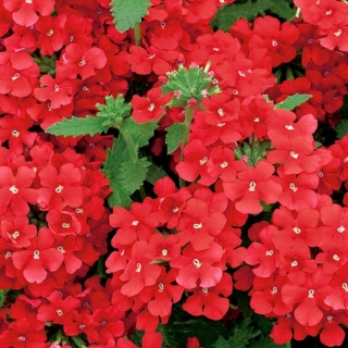 Garden verbena - rød sort; haven vervain - 120 frø - Verbena x hybrida 