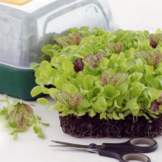 Microgreens - valg af salat - 