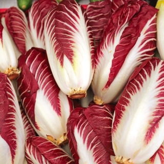 Ендив "Роса ди Тревизо" - 720 семена - Cichorium intybus "Rossa di Treviso"