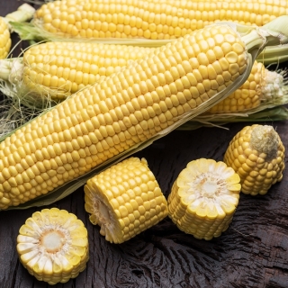 Gula jagung "Amoniak" - varietas awal sedang yang ditujukan untuk konsumsi langsung dan diawetkan - Zea mays convar. saccharata var. Rugosa - biji