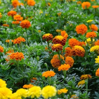 Fransk marigold - frø av 4 varianter - 