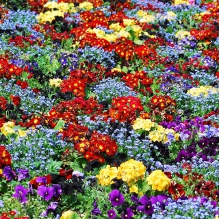 Первоцвет, незабудка и садовые анютины глазки - семена 6 сортов цветковых растений - 