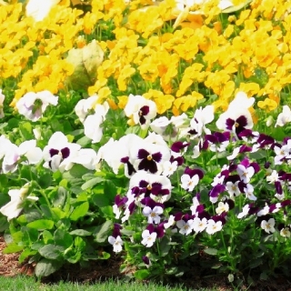 Рогатая анютины глазки + садовые анютины глазки - семена 3 сортов цветковых растений - 