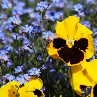 Pansy cu grădină mare cu flori mari + albastru uitați-mă-nu - un set de semințe de două specii de flori - 