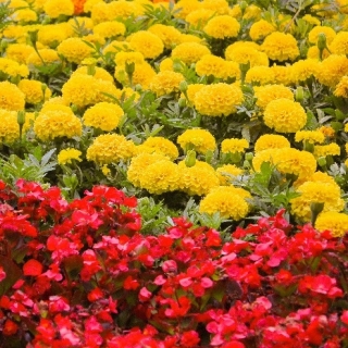 लाल फूल के साथ लगातार खिलने वाली + बड़ी फूल वाली पीले रंग की फ्रेंच गेंदा - 2 फूलों वाले पौधों की प्रजातियाँ - 