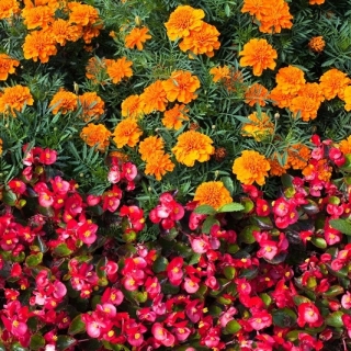 Continuu înflorire begonia roșie + gălbenele franceze - semințe de la 2 specii de plante cu flori - 