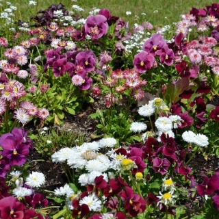 Large-flowered garden pansy + large-flowered daisy - a set of seeds of two flower species