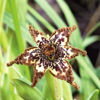Starfish iris, Ferrari crispa; bendera hitam, lilyang bintang laut - 