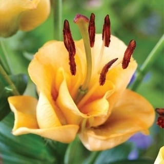 アジアのユリ アプリコットファッジ Lilium Asiatic Apricot Fudge Garden Seeds Market 送料無料 アジアのユリ アプリコットファッジ Lilium Asiatic Apricot Fudge Garden Seeds Market 送料無料