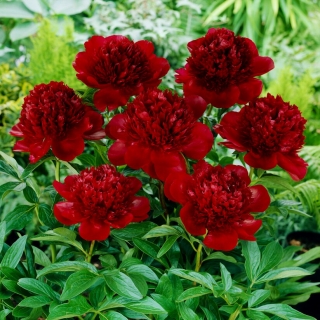 Pivoine, Paeonia - charme rouge - semis