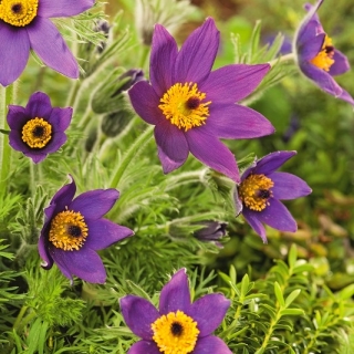 Koniklec - modré květy - sazenice; Pasqueflower, společný květ pasque, evropský pasqueflower - 