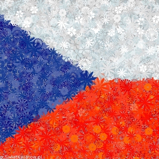 チェコの国旗 -  3種類の種 -  - シーズ
