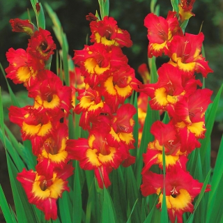 Gladiolus Far West - 5 kosov; Mačja lilija