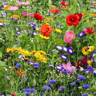Flowery pļava - vairāk nekā 40 sugu pļavu ziedu augu izvēle - 100 grami - sēklas