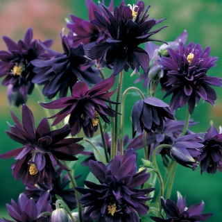 Aquilegia, Columbine, Granny's Bonnet Black Barlow - květinové cibulky / hlíza / kořen - Aquilegia vulgaris