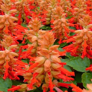 Alegria de jardim - Red Halo - 84 sementes - Salvia splendens