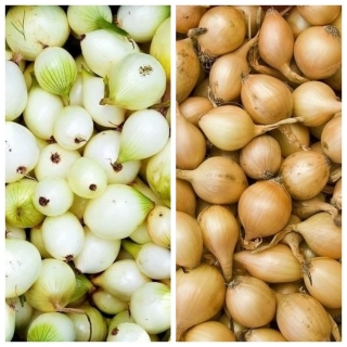 Spring onion - yellow + white - 2 x 5 kg; green onion
