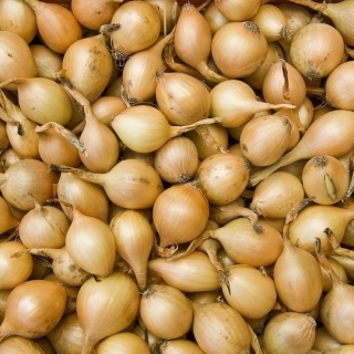 Spring onion - yellow - 10 kg; green onion