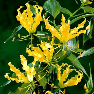 Gloriosa, Fire Lily, Flame Lily Lutea