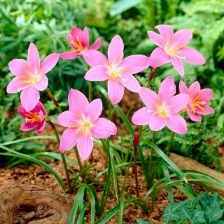 Habranthus Robustus，巴西Copperlily，粉红色童话百合，粉红色雨百合 -  10个洋葱