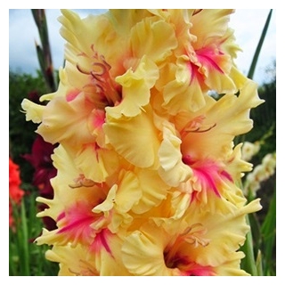 唐菖蒲伦敦 -  5个洋葱 - Gladiolus